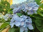 蓝紫色绣球花绽放