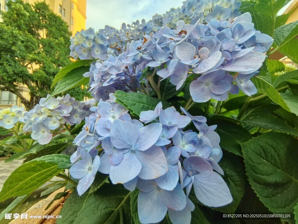 蓝紫色绣球花绽放