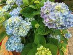 蓝紫色绣球花盆栽