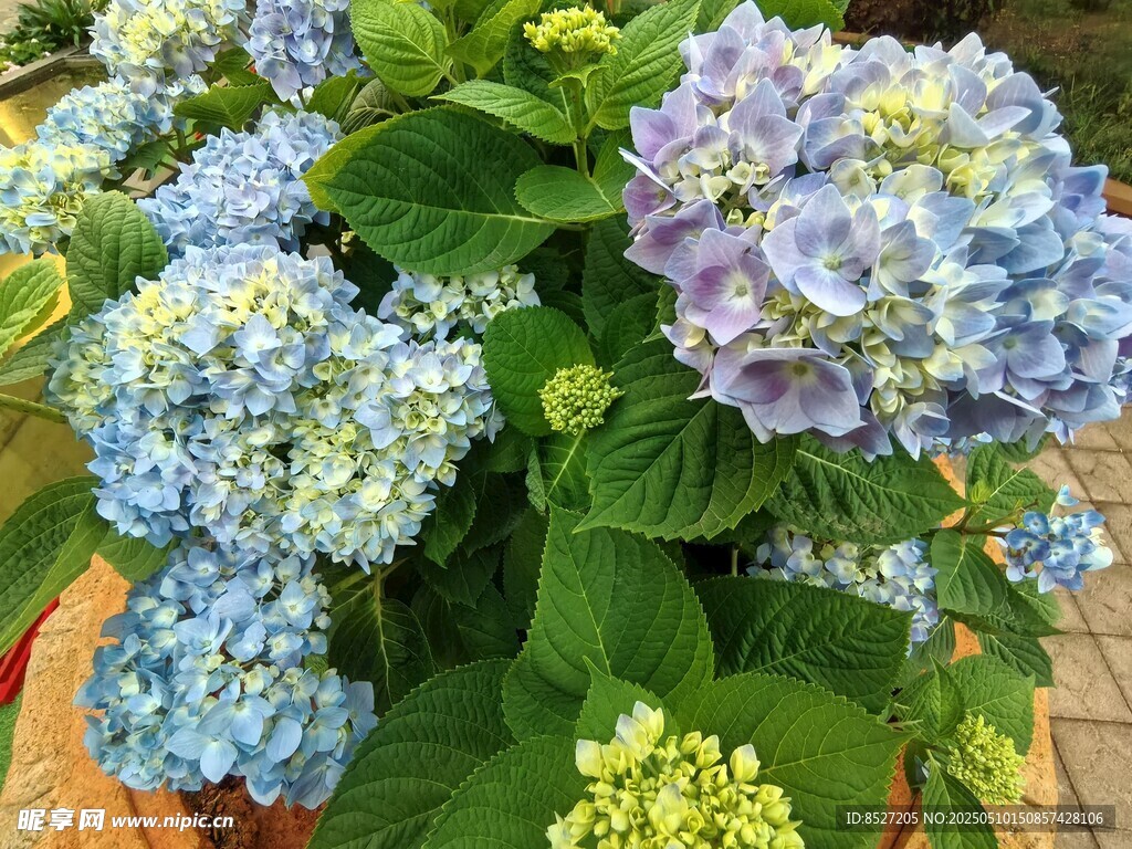 蓝紫色绣球花盆栽