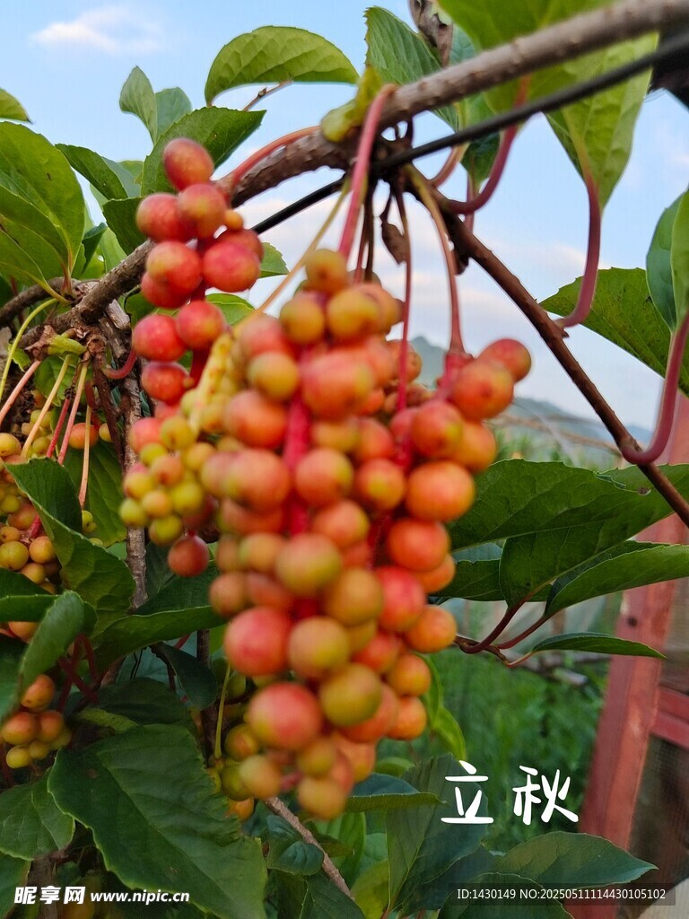 枝头累累的鲜艳浆果