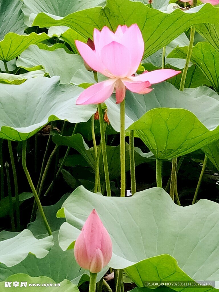绽放的荷花与荷叶