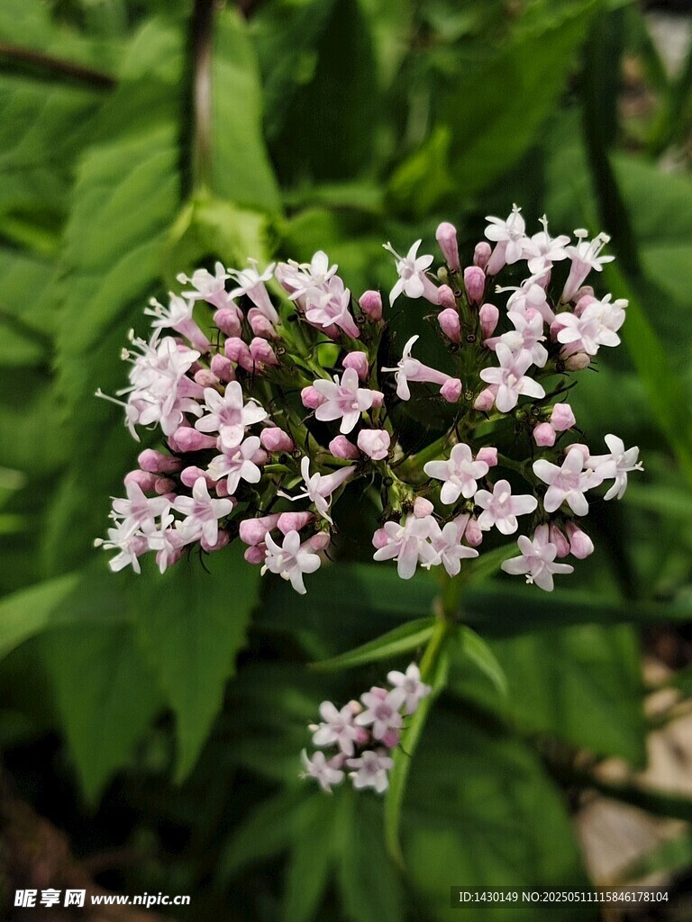 粉色小花绽放绿叶间