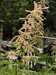金黄穗状植物绽放生机