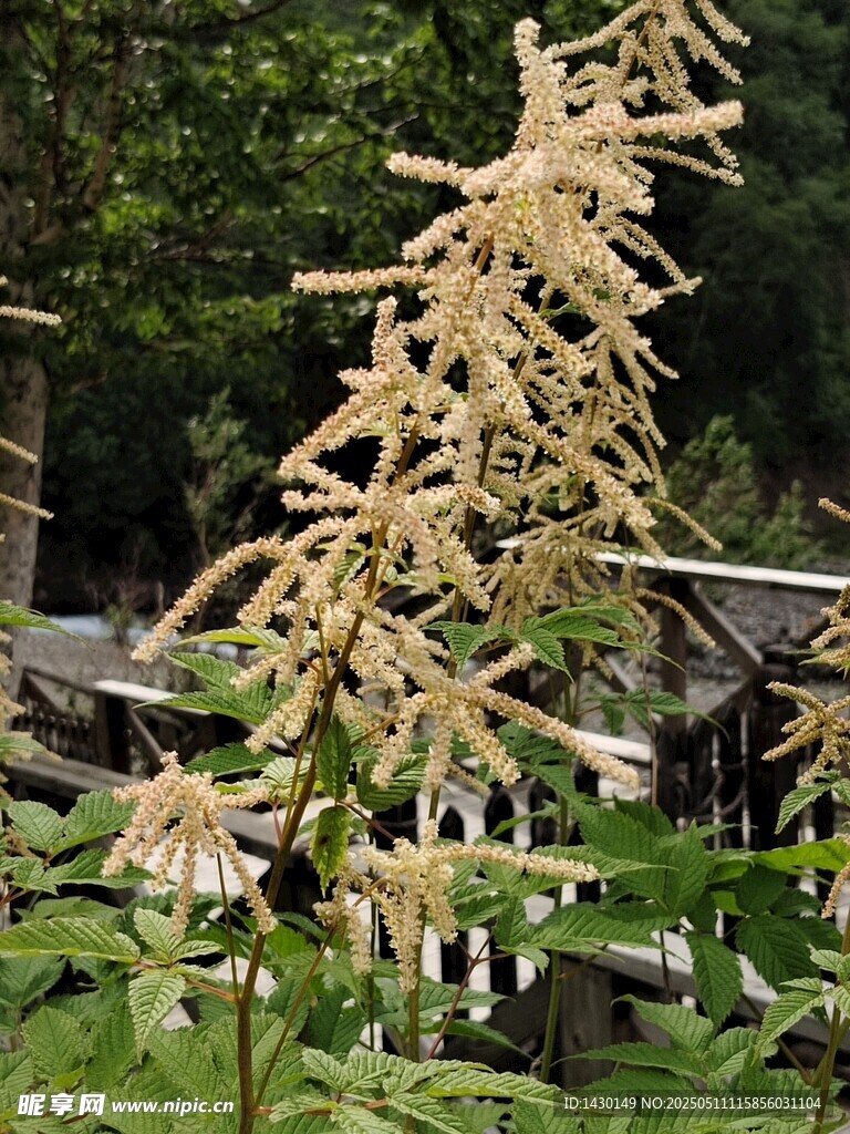 金黄穗状植物绽放生机
