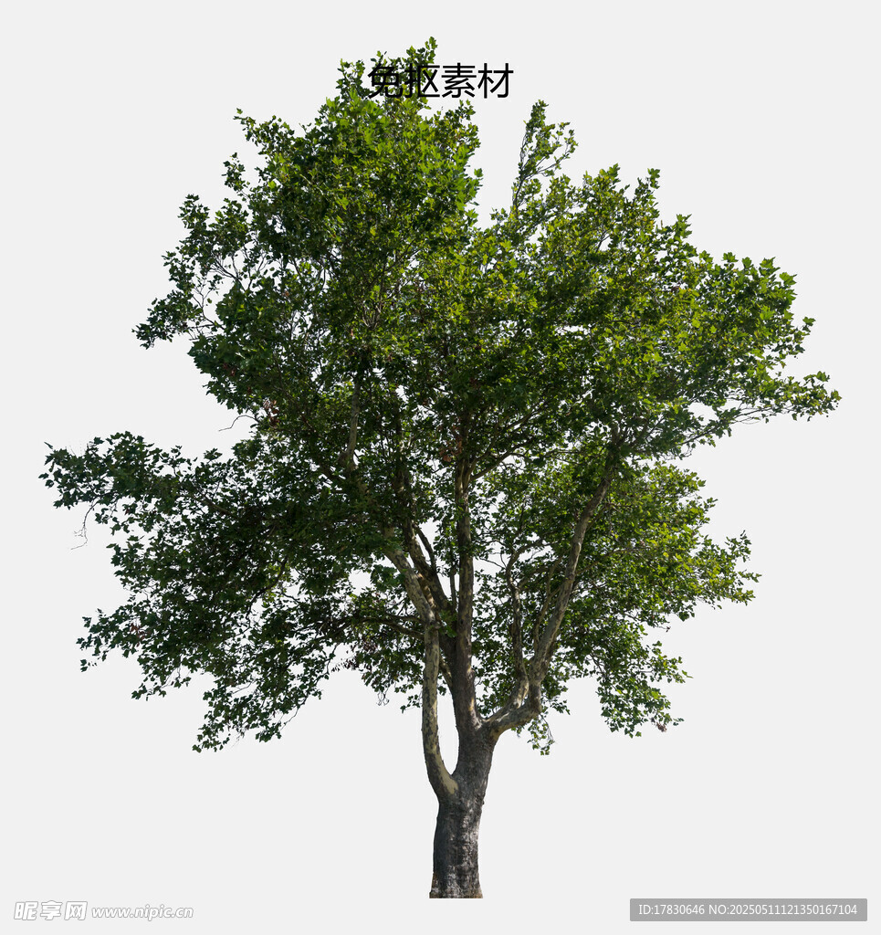 单棵绿树展示