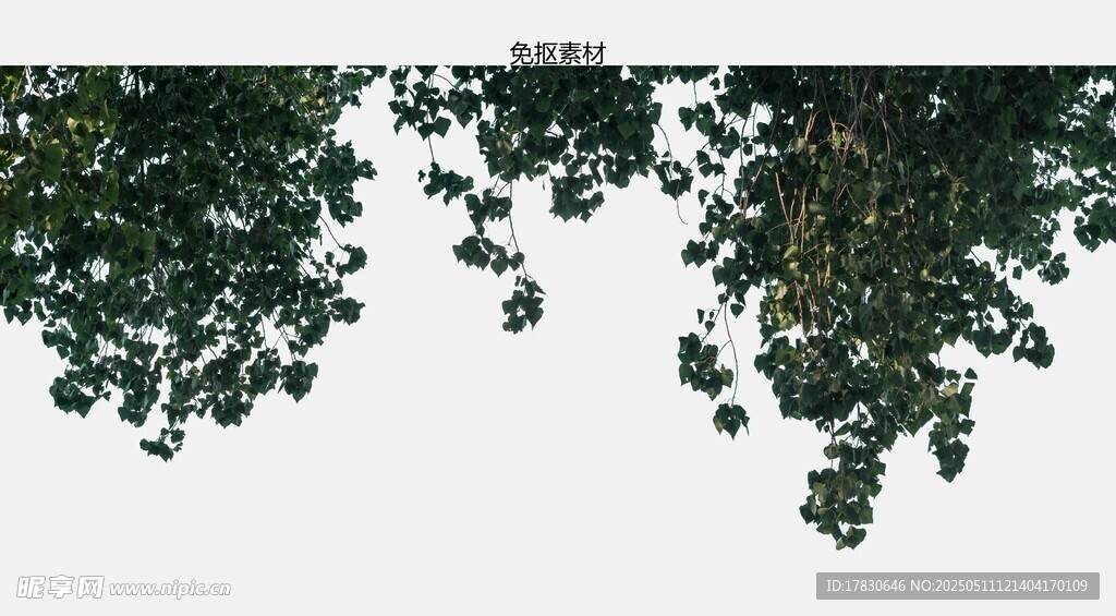 枝叶低垂的清新绿植画面