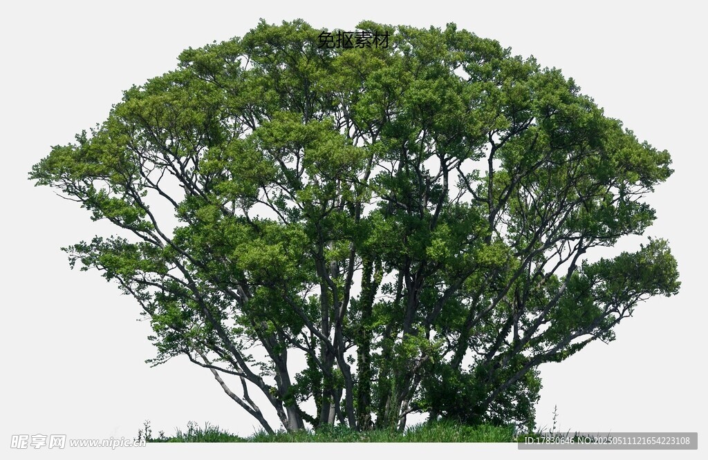 茂盛绿树独立画面