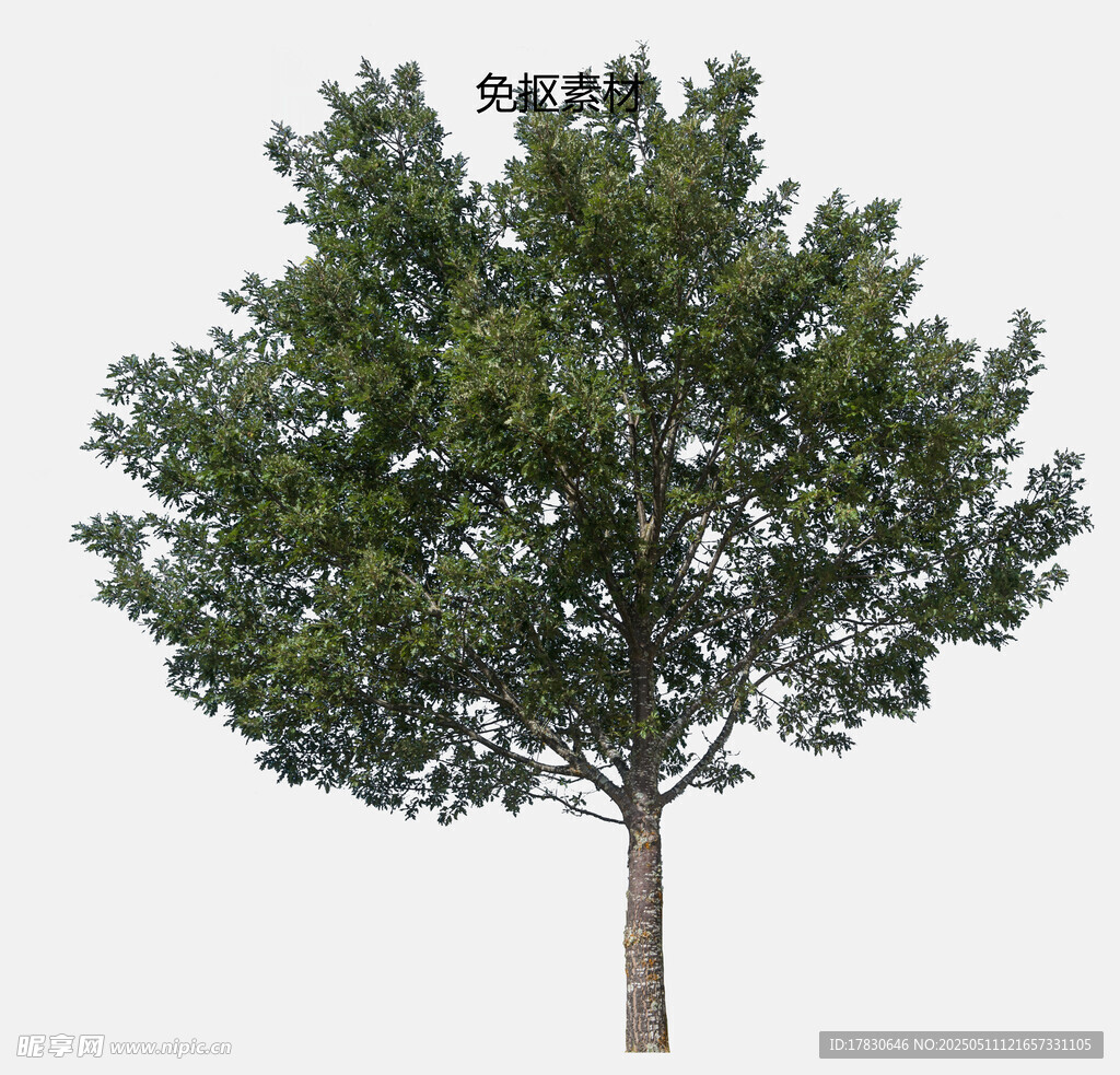 单棵绿树3D模型展示