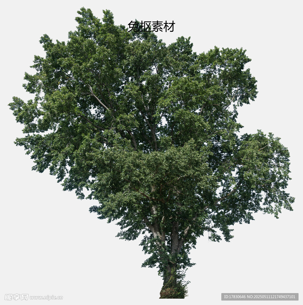 茂盛绿树3D模型展示