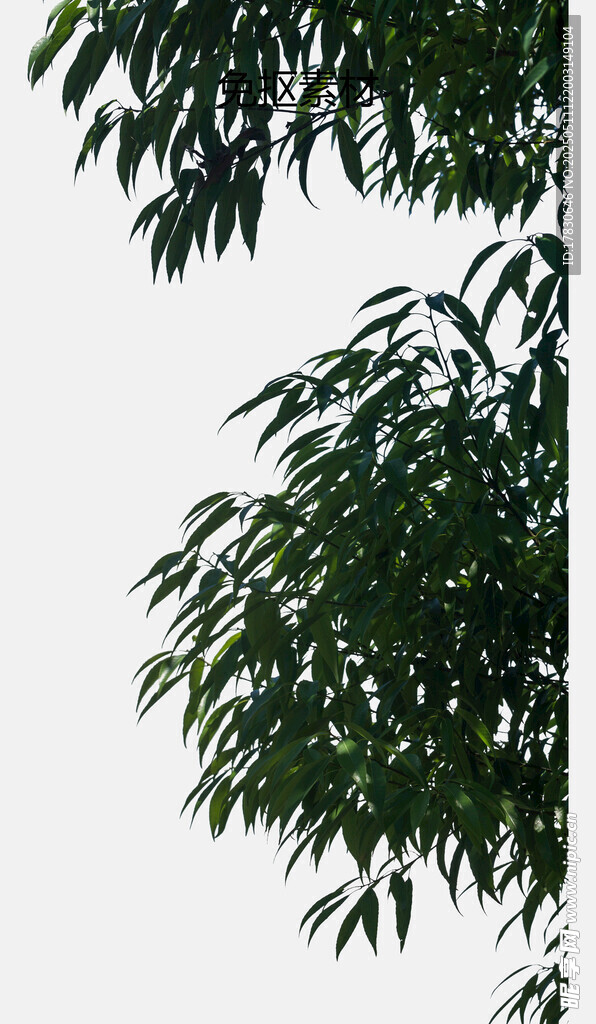 翠绿柳枝 清新自然景象