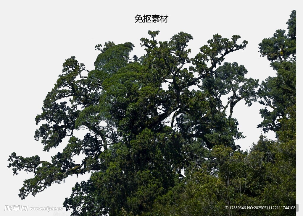 繁茂大树展现蓬勃生机