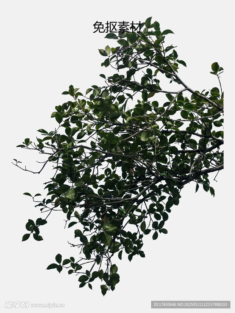 枝头绿叶繁茂的景象