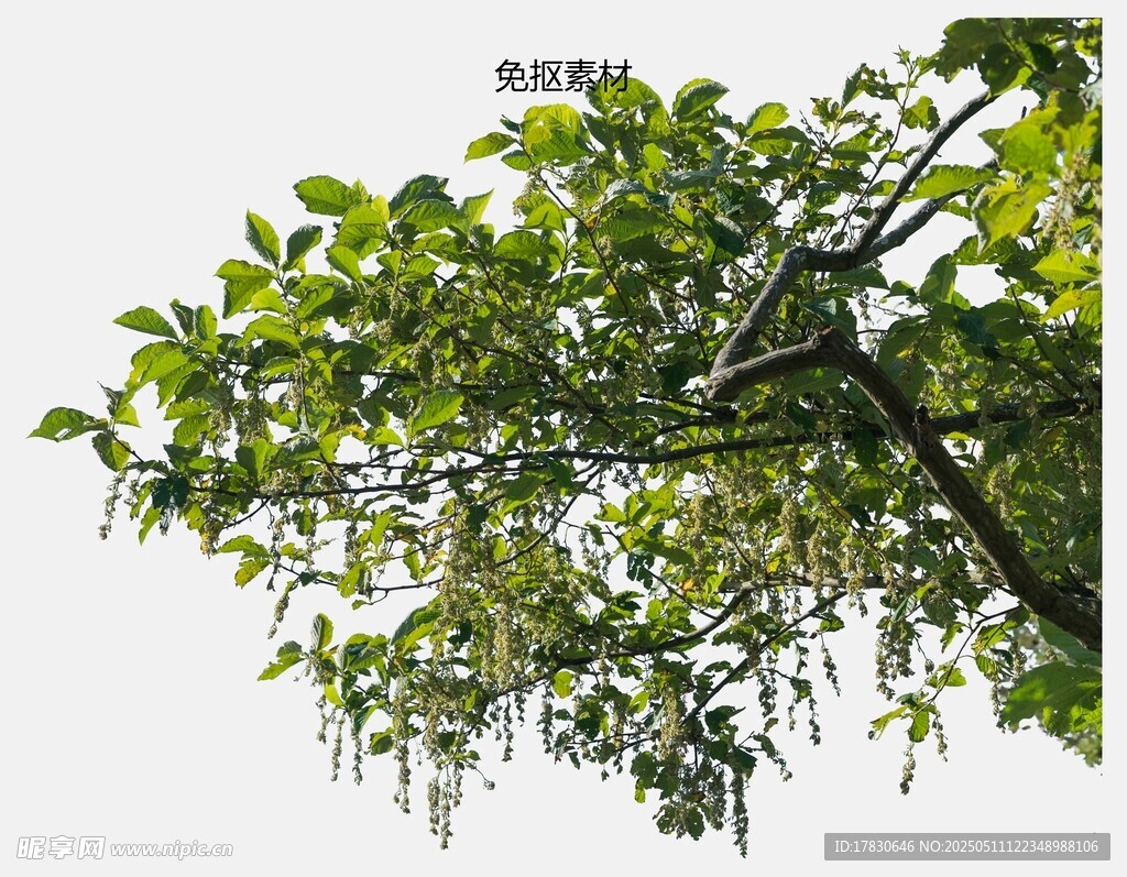 繁茂绿树 枝叶低垂