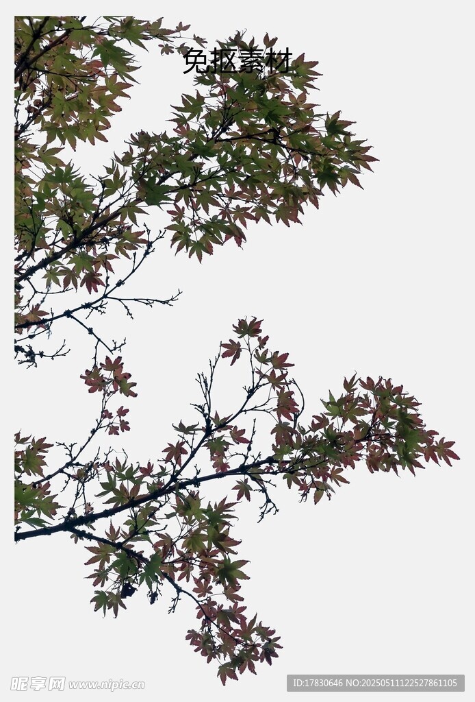 枝头绿叶与繁花