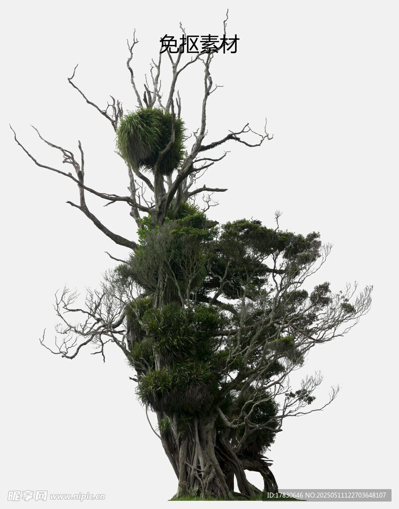 造型独特的盆景树