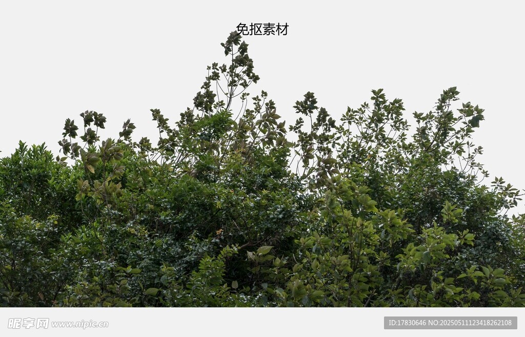 茂密绿树顶视图