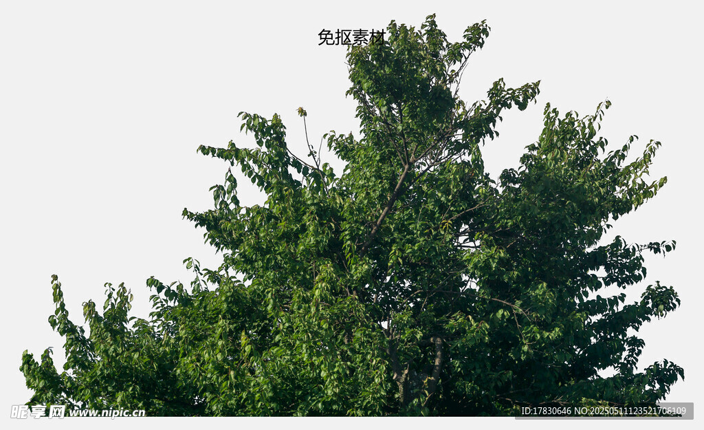 翠绿茂盛的树冠