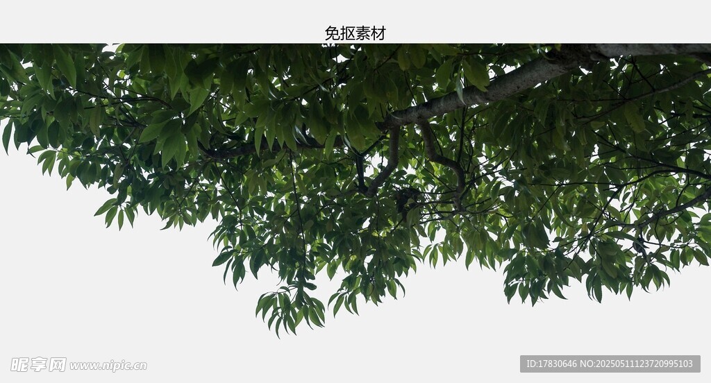 枝叶繁茂的树冠