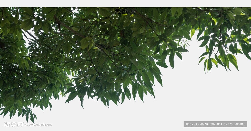 翠绿枝叶垂挂