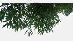 翠绿树叶低垂