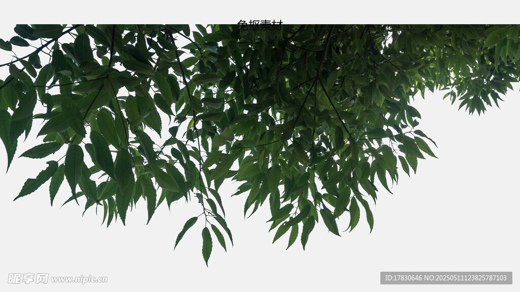 翠绿树叶低垂
