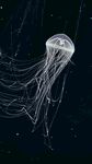 水母