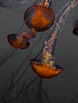 水母