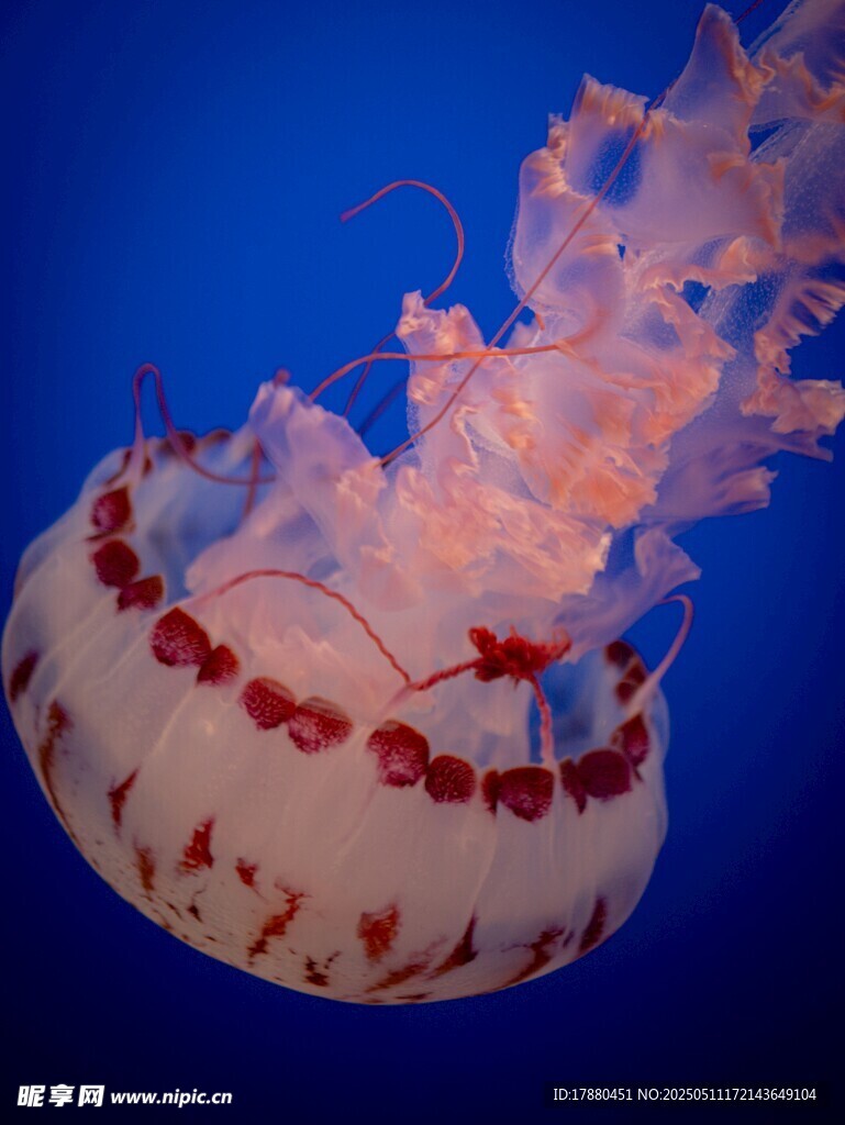水母
