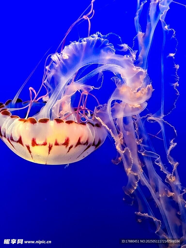水母