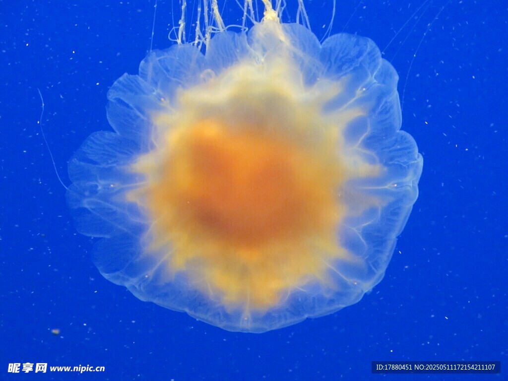 水母