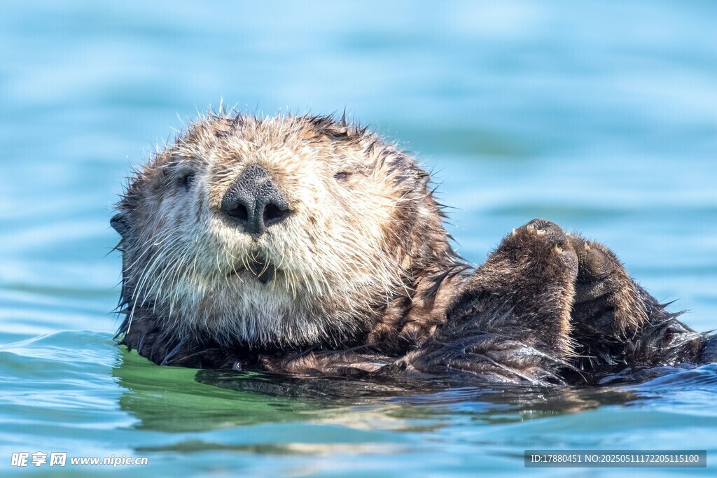 海獭