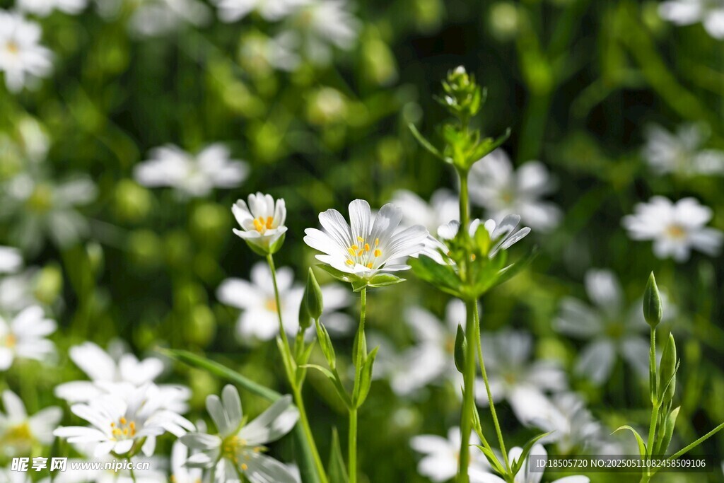 白色小菊花