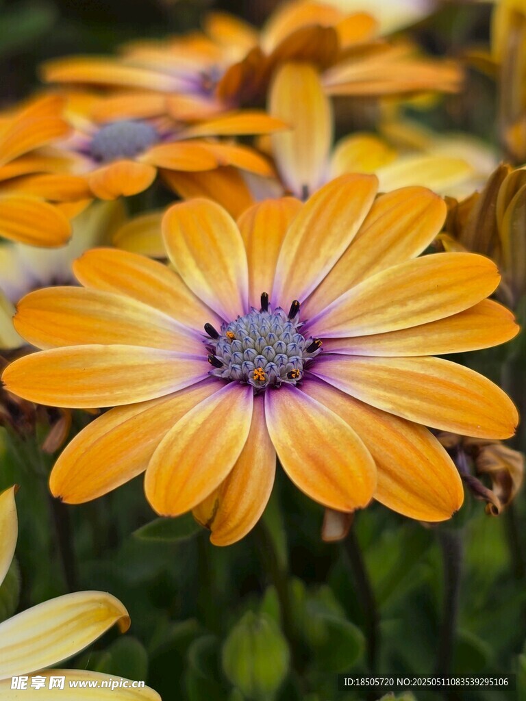 橙色雏菊