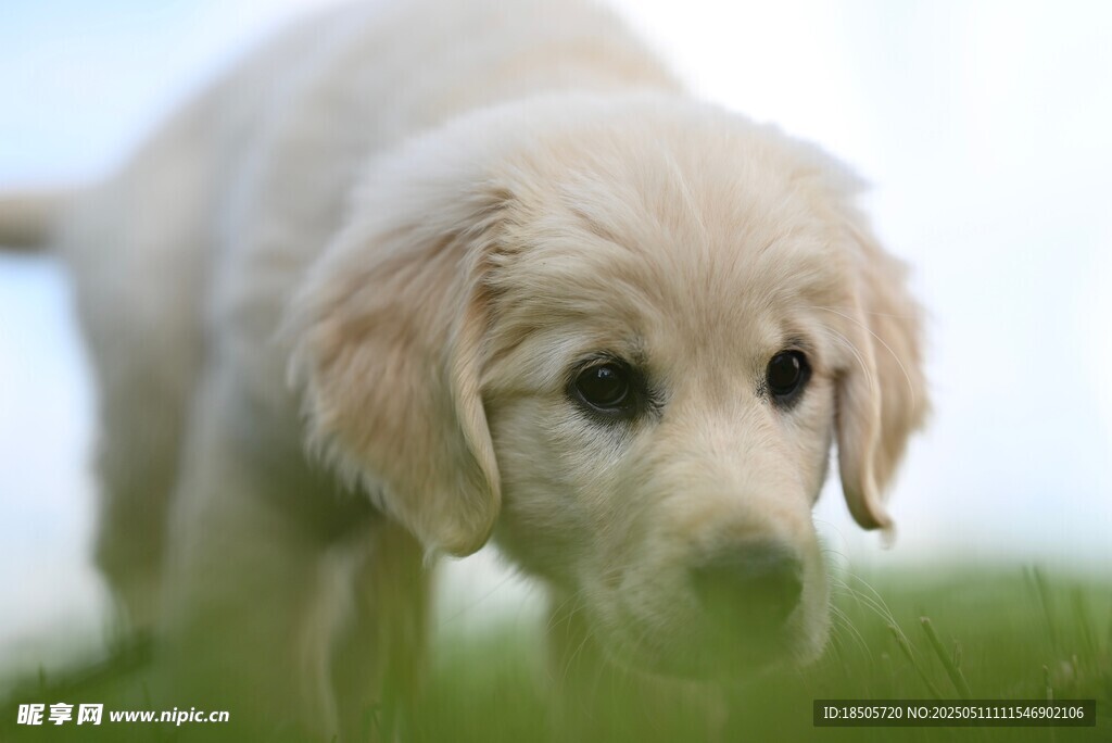 可爱小金毛犬