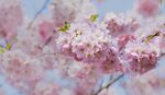 烂漫樱花
