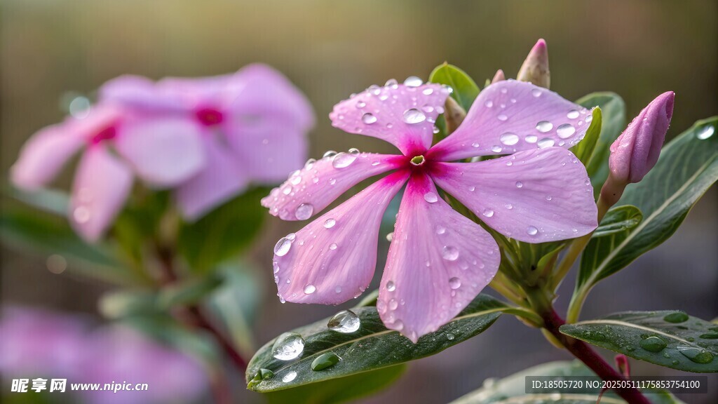 长春花
