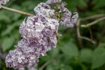 紫丁香花