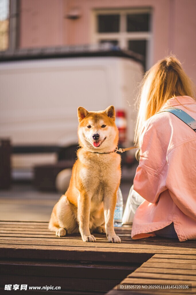 女孩与柴犬的温馨时刻