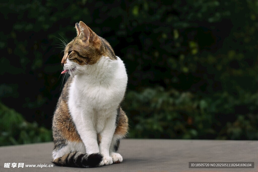 坐姿优雅的猫咪