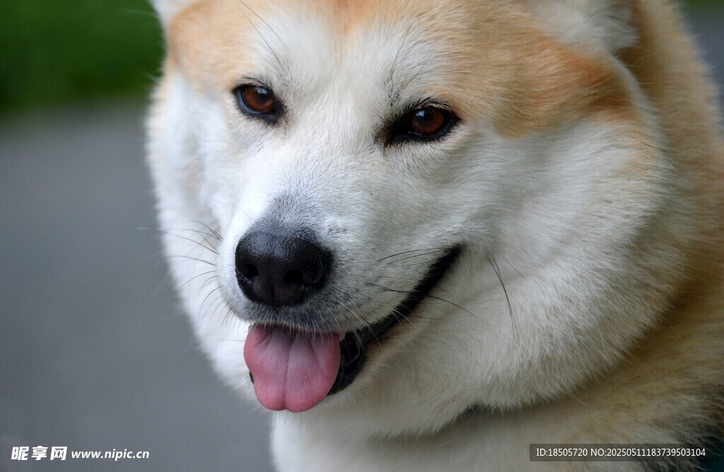 可爱柴犬