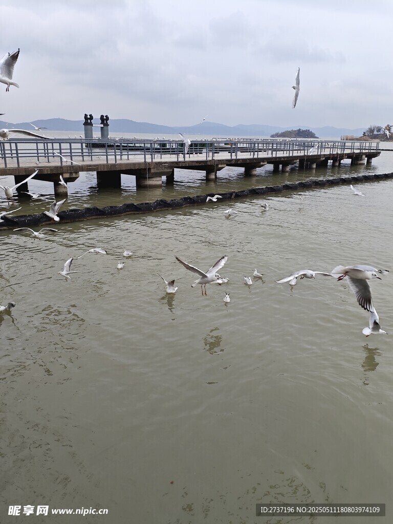 红嘴鸥