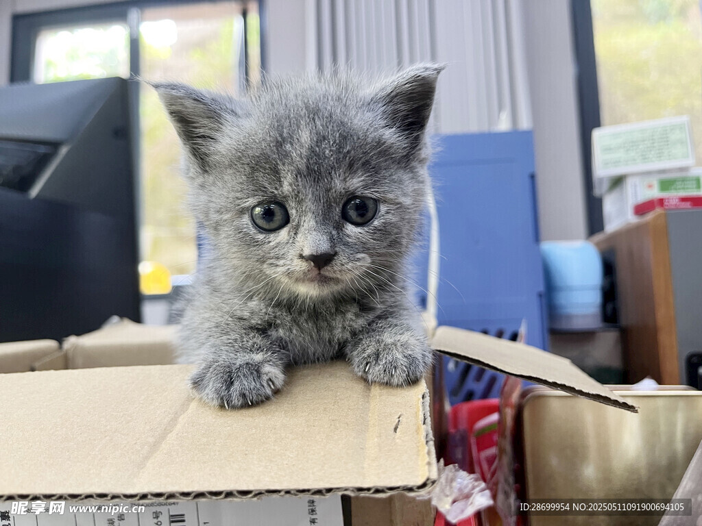 萌态小猫趴纸箱