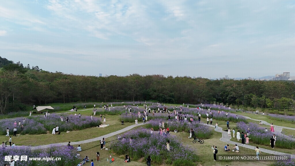 紫色花海中的漫步景致