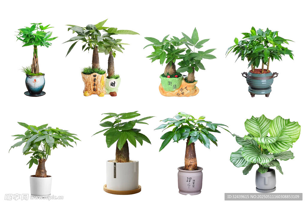 多样室内绿植盆栽展示