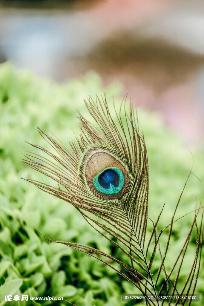 孔雀羽毛特写于绿植间
