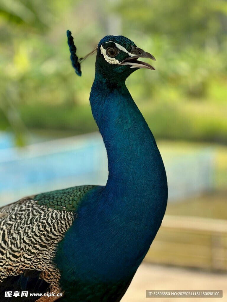 美丽蓝孔雀特写
