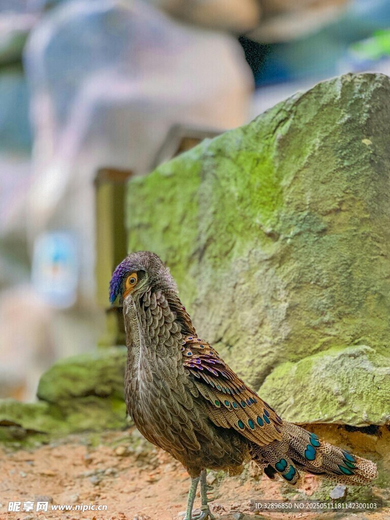 岩石旁的美丽野生鸟类