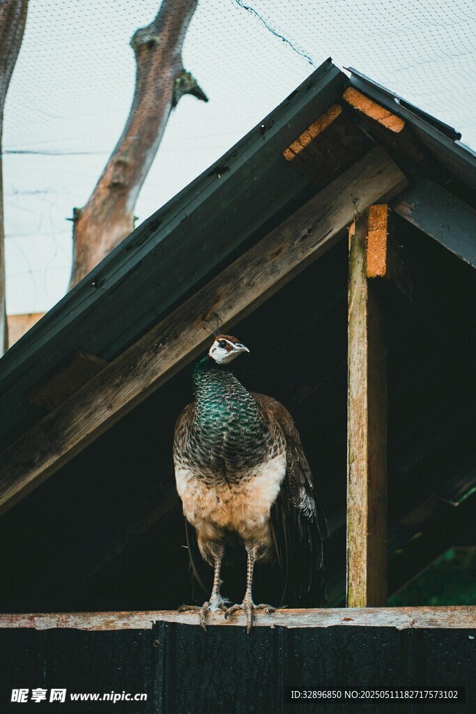 屋顶上的孔雀