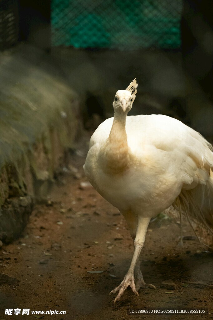 白孔雀优雅踱步